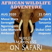 Midlife Madness on Safari